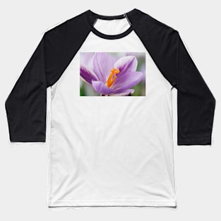 Crocus  'Spring Beauty' Baseball T-Shirt